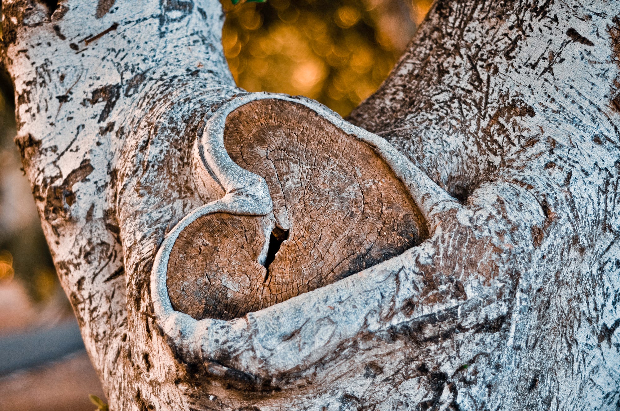 inima de copac